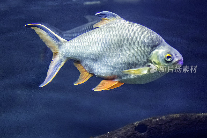 红尾锡箔倒钩(雪旺Barbonymus schwanenfeldii)